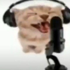 The purrfect song