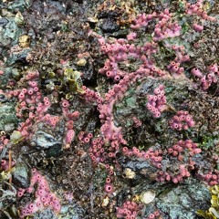 37. eat the skin but not the eyes