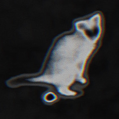 Rotten