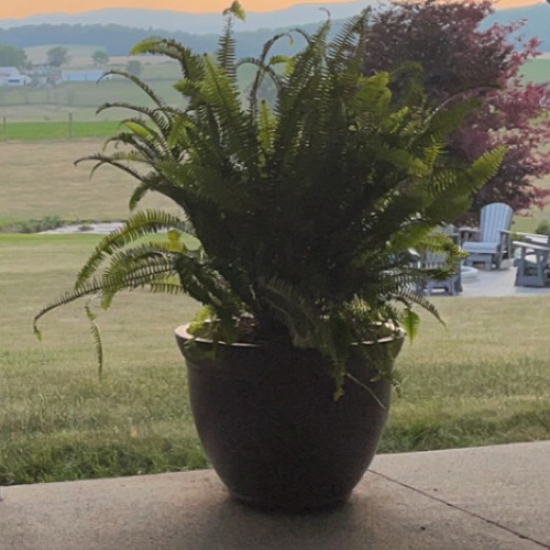 cherish (slipfunc/jwtf)