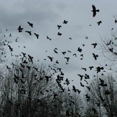 ｂｅｒｒｉｅｓ ずぺグ