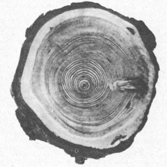 Old tree (mix)