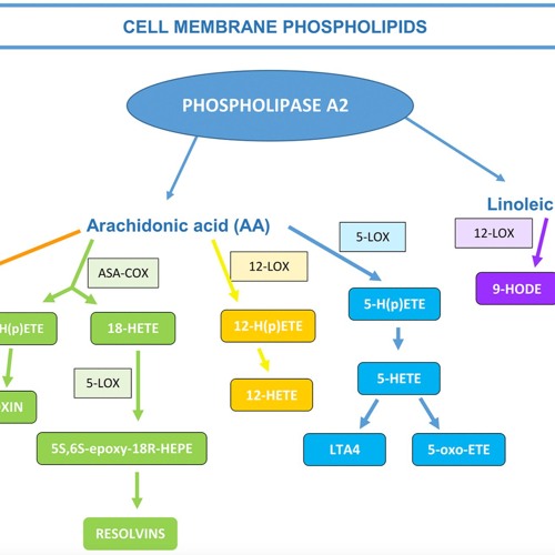 Inflammation and Metabolic Syndrome Linked to Benign Prostatic Hyperplasia