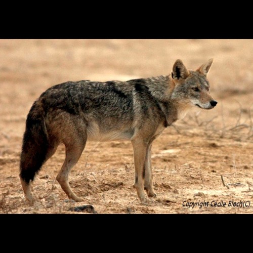 Canis lupaster - Loup doré africain - African wolf