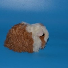 sstepteam study 002 30.11.2025