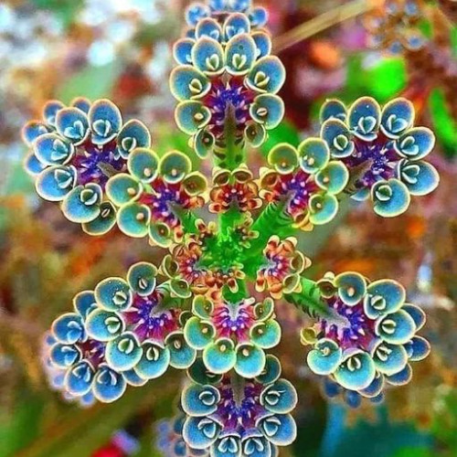 Goddess of Flowers