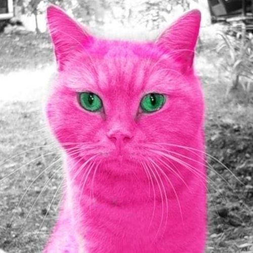 fake prod videocat
