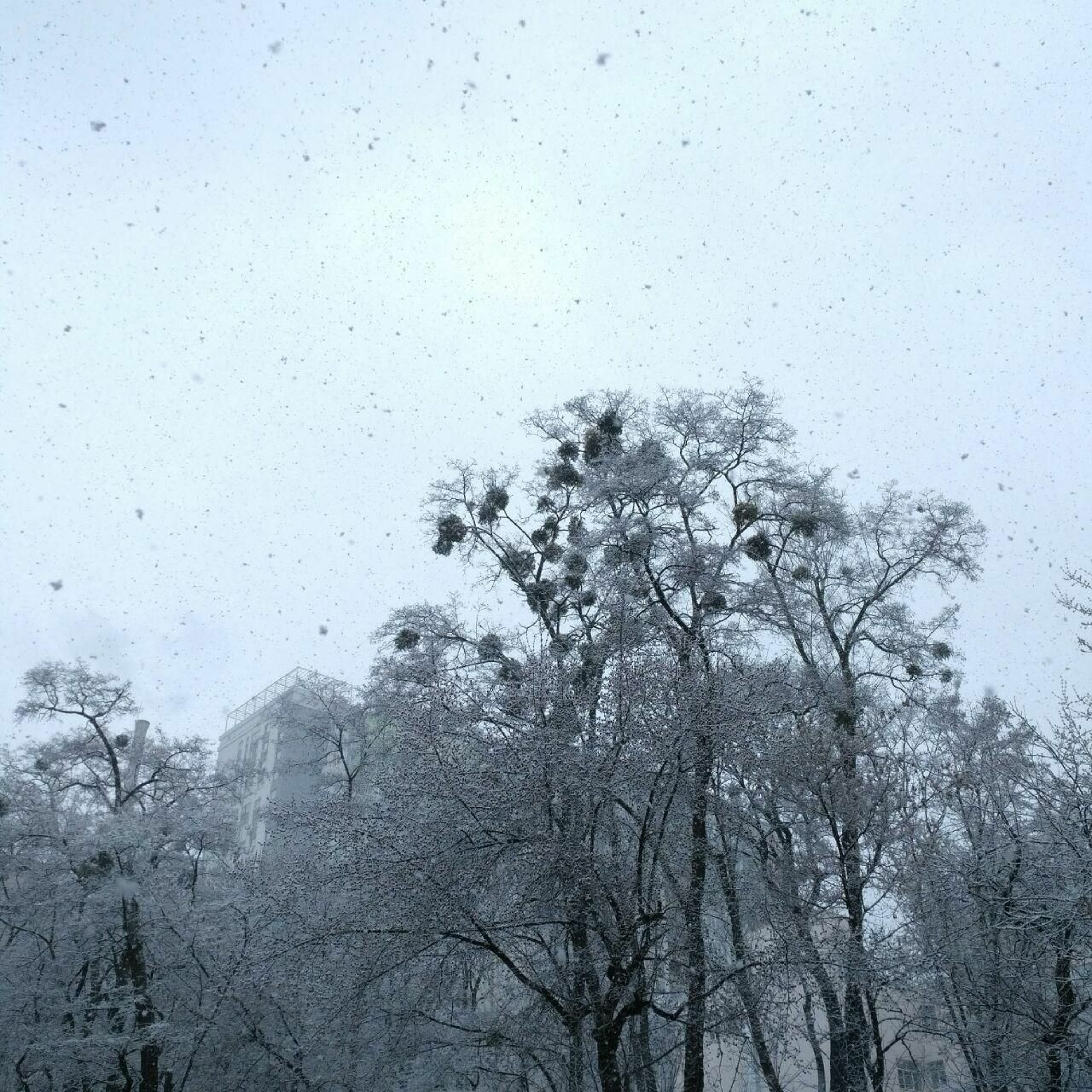 this winter needs mushrooms episode artwork