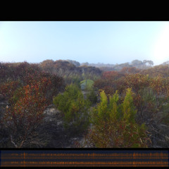 2025.09.14 Tawny-crowned Honeyeaters near my Tent at Dawn. Ngarkat. Early Spring.