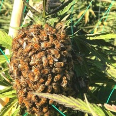 Cynics From Cloud 9 (feat. Honest Brian)