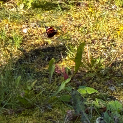 Six ittle eggs on  the run Remix