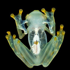 Frogland pt. 1 x Glou