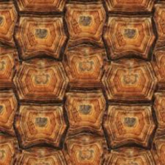 tortoise