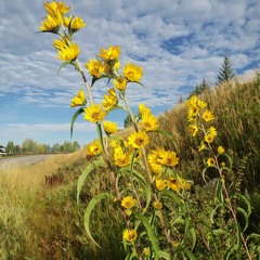 Yoga Nidra Meditation Golden Light Earth Mother-1-1-1-1.m4a
