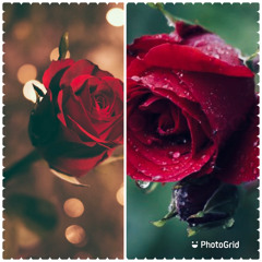 Como La Flor- Selena Y Los Dinos