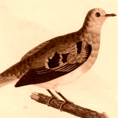 BLADE BIRD