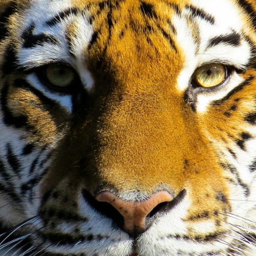 Tiger King - Die traurige Wahrheit