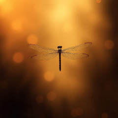 Danny Tee - Firefly