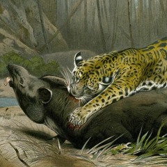 kill a tapir [stbb #767]