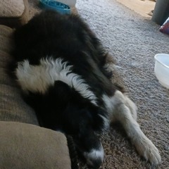 Gus the Greatest.mp3