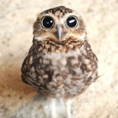 AfterOurAfterhour-BigEyedOwlMix