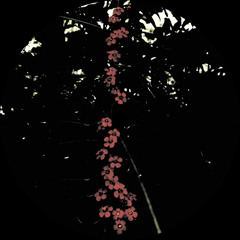 Brender - Ant.o [FREE DOWNLOAD]