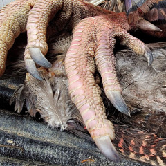 2hourturkeyslaughter