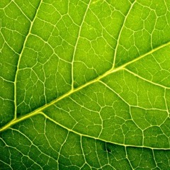 Leaves Vol.41