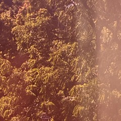 BL00D 0N THE LEAVES