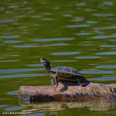 قلبي سمح يا حبيبي -  جلسة ماجد .m4a