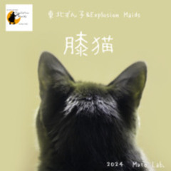 膝猫