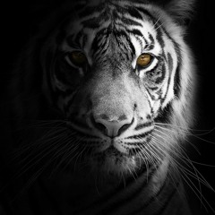 Year Of The Tiger Mix 2022