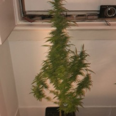 IT DOESNT MAKE ANY SENSE