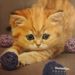 разбросал мусор по комнате