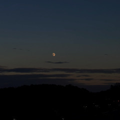 lavender rising upward