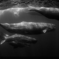 06-02-21 Whale Dub [Work In Progress]