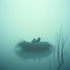 겨울, 우포늪에서
