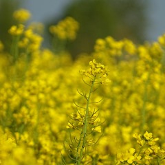 Wilfried Hanrath - Triumph (Marco Lucchi) reworked