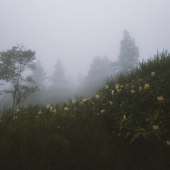 Flores e neblina - R$90