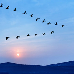 I never meant to - Mike Park