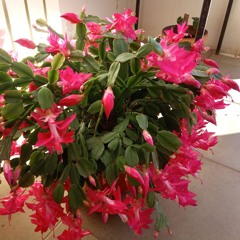 Listen to your heart