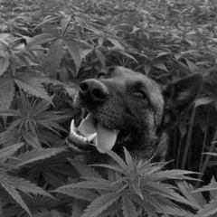 Сатива подруга