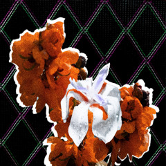 Petals
