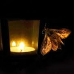 T-Blocka "Vibe and Fire"