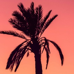 Palm Shadows | FREE DOWNLOAD [No Copyright Background Music Release]
