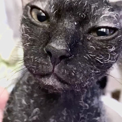 Claudio PRC - Transparent