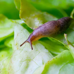 Slug Salad