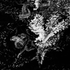 fivenine