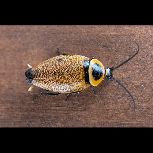 HK_Calm-&-Steady_tracks_313