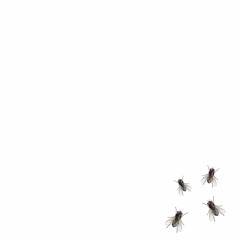 fly (wstdyth) *video in desc*